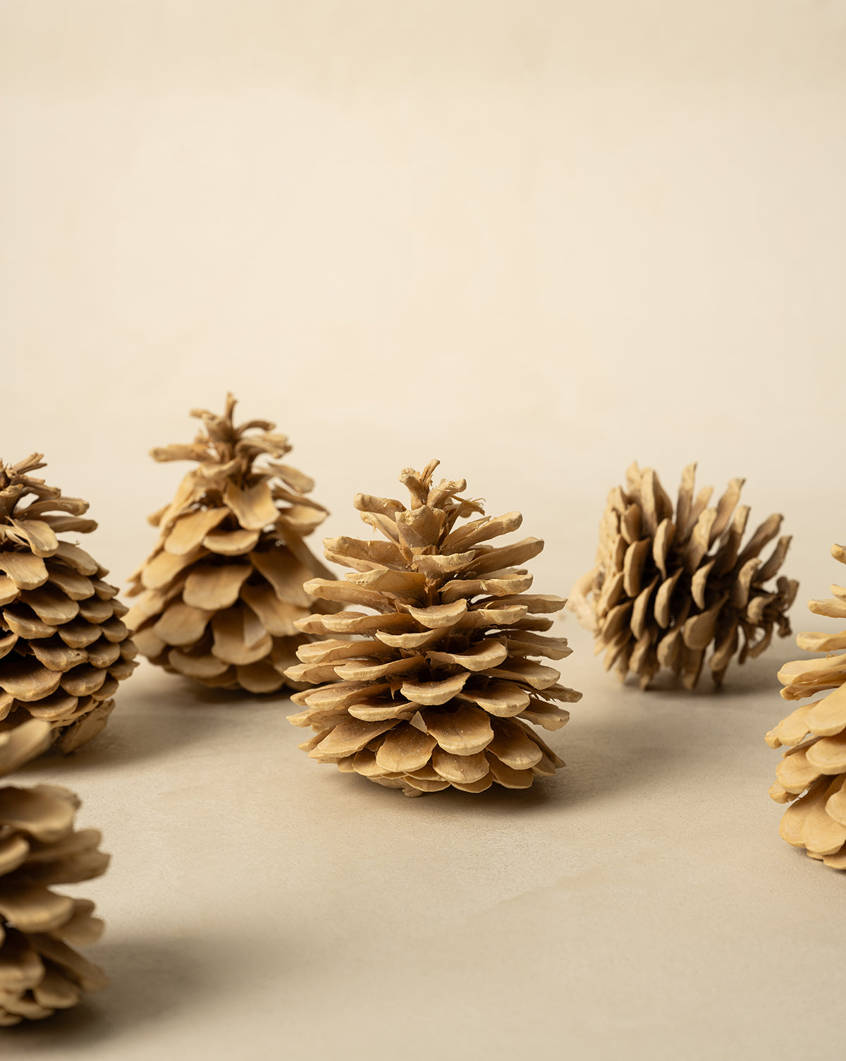 Bleached Pinecones (Set of 15)