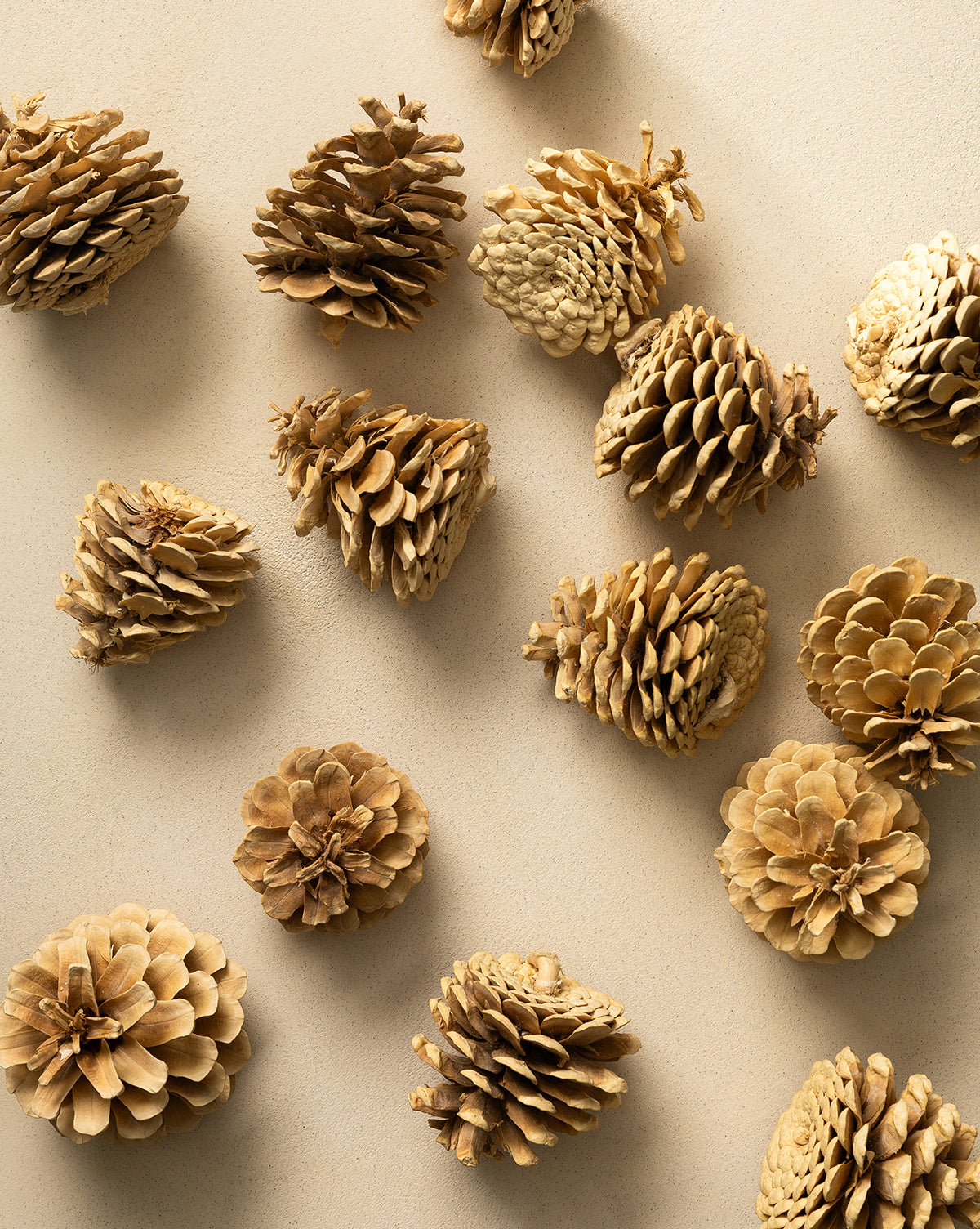 Bleached Pinecones (Set of 15)