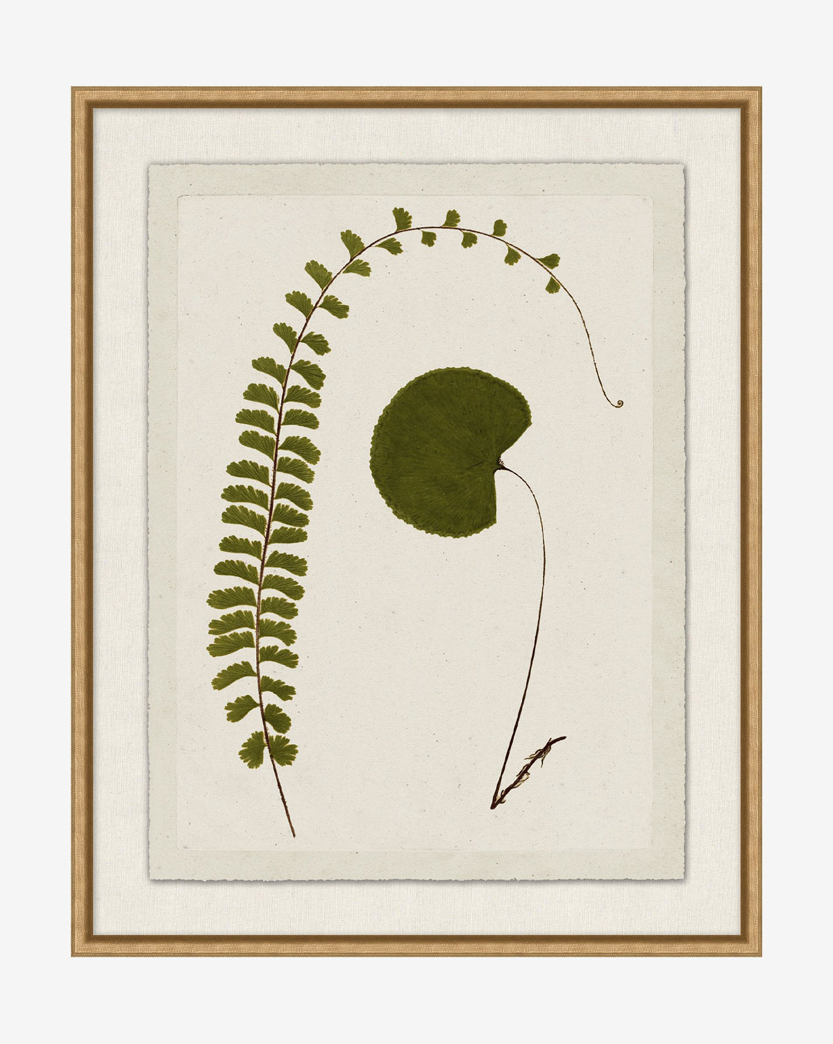 Botanical Pressings II