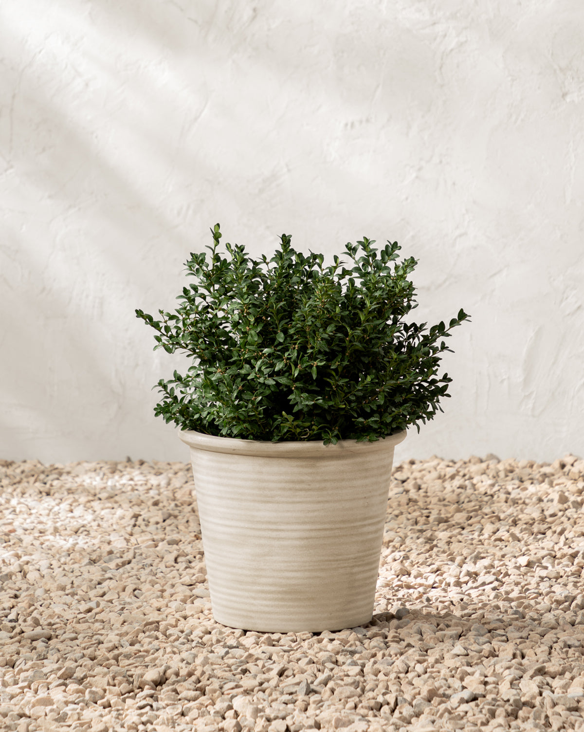 Canton Ceramic Planter