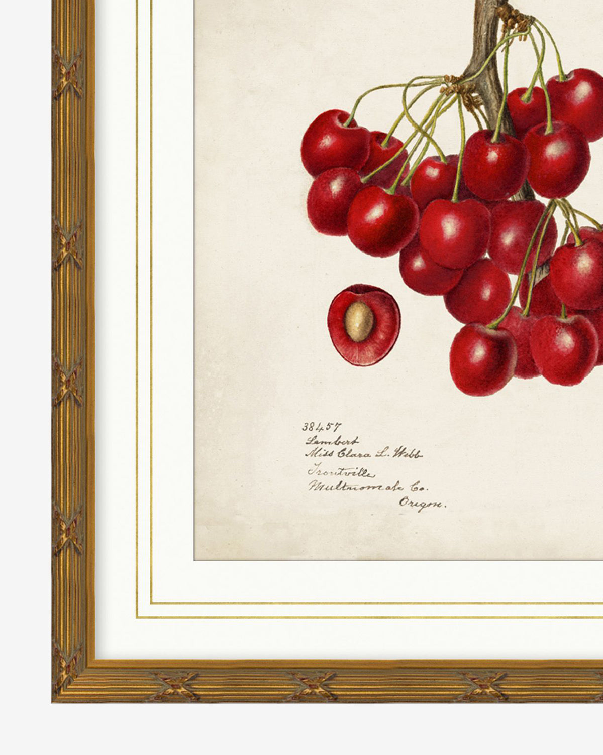 Cherry Study