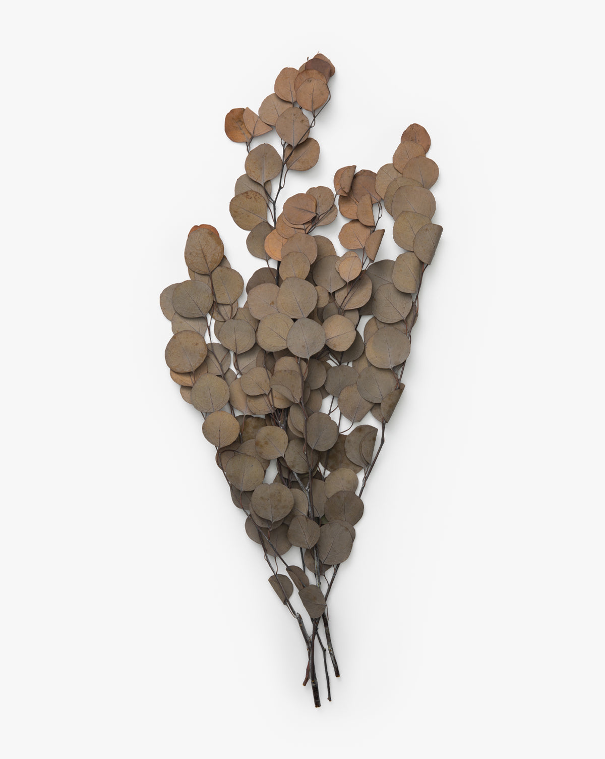 Dried Natural Eucalyptus