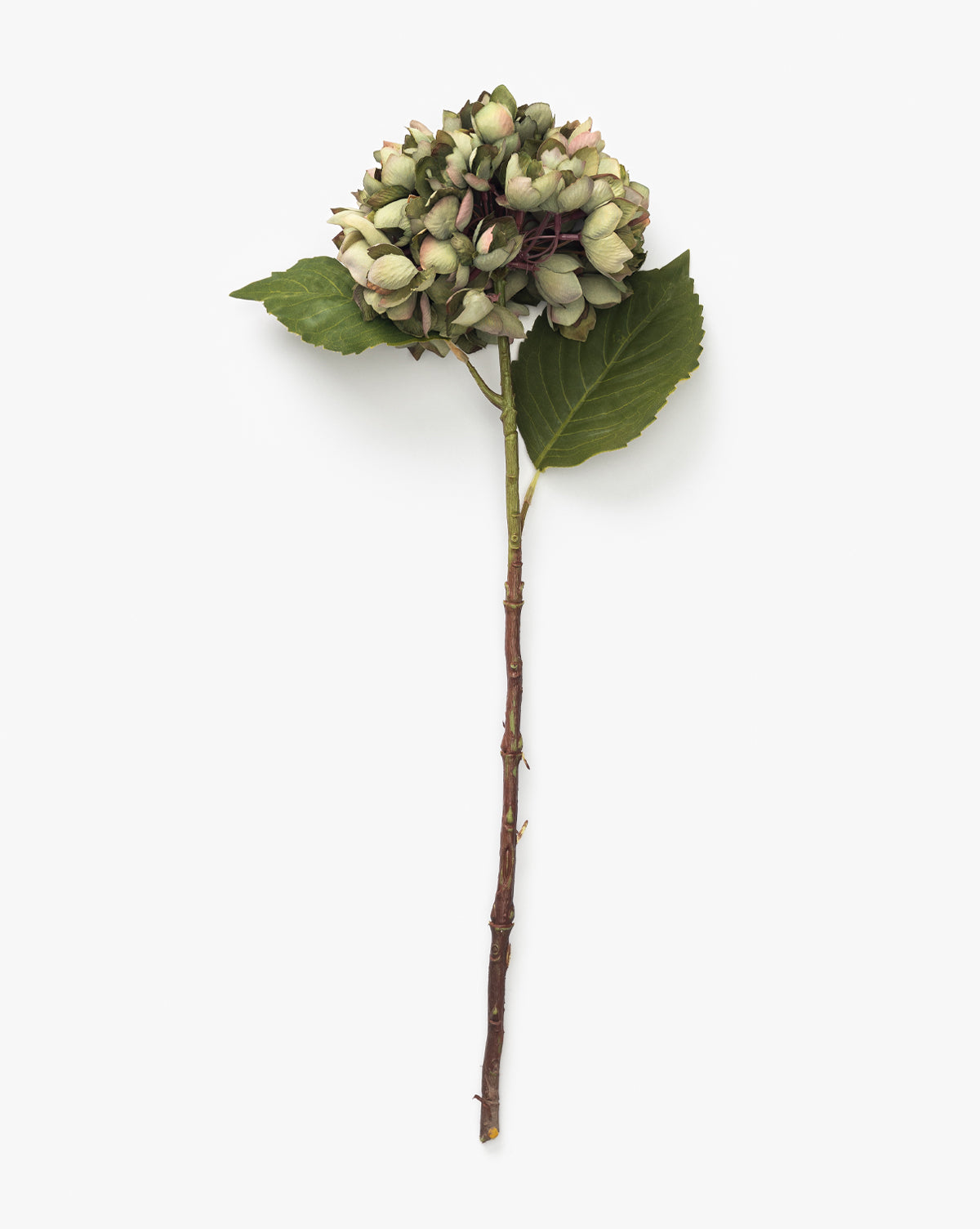 Green Hydrangea Stem