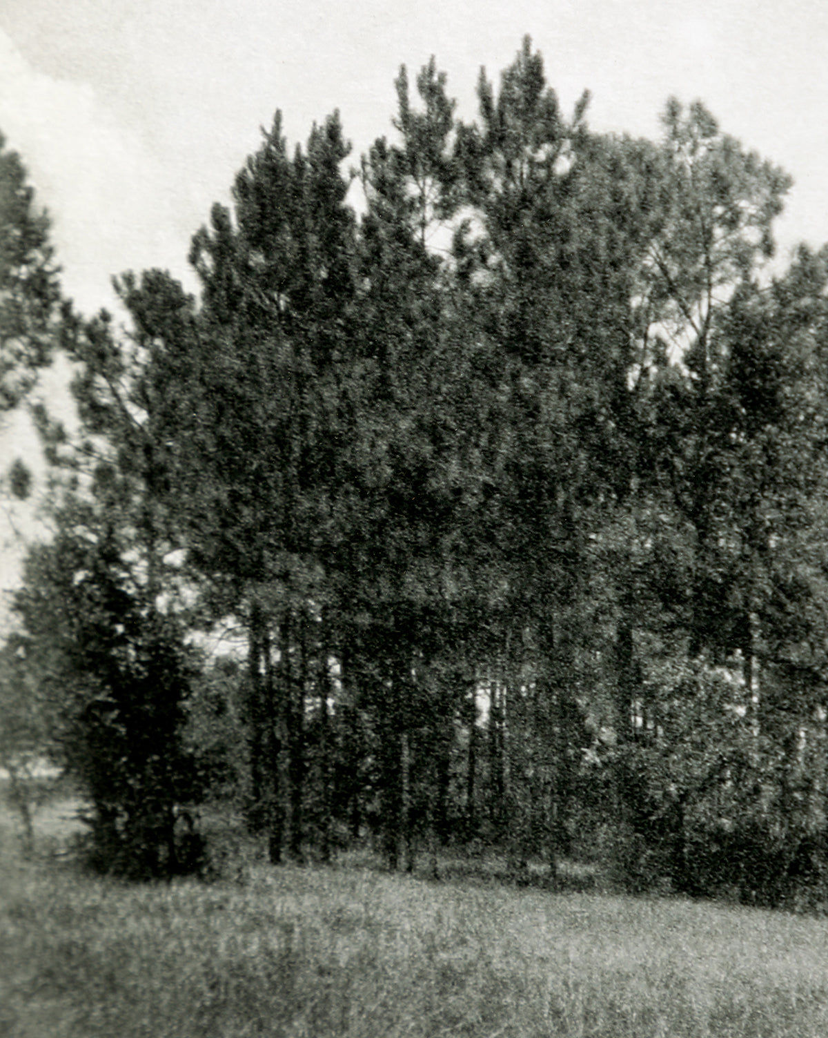 Muted Florida Pines