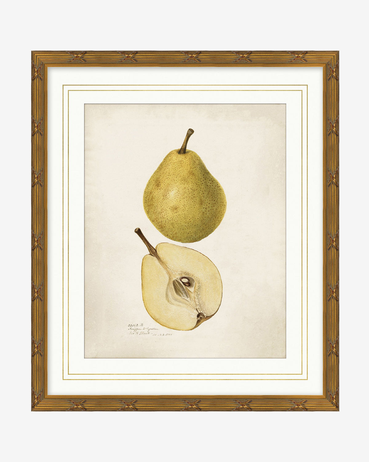 Pear Study