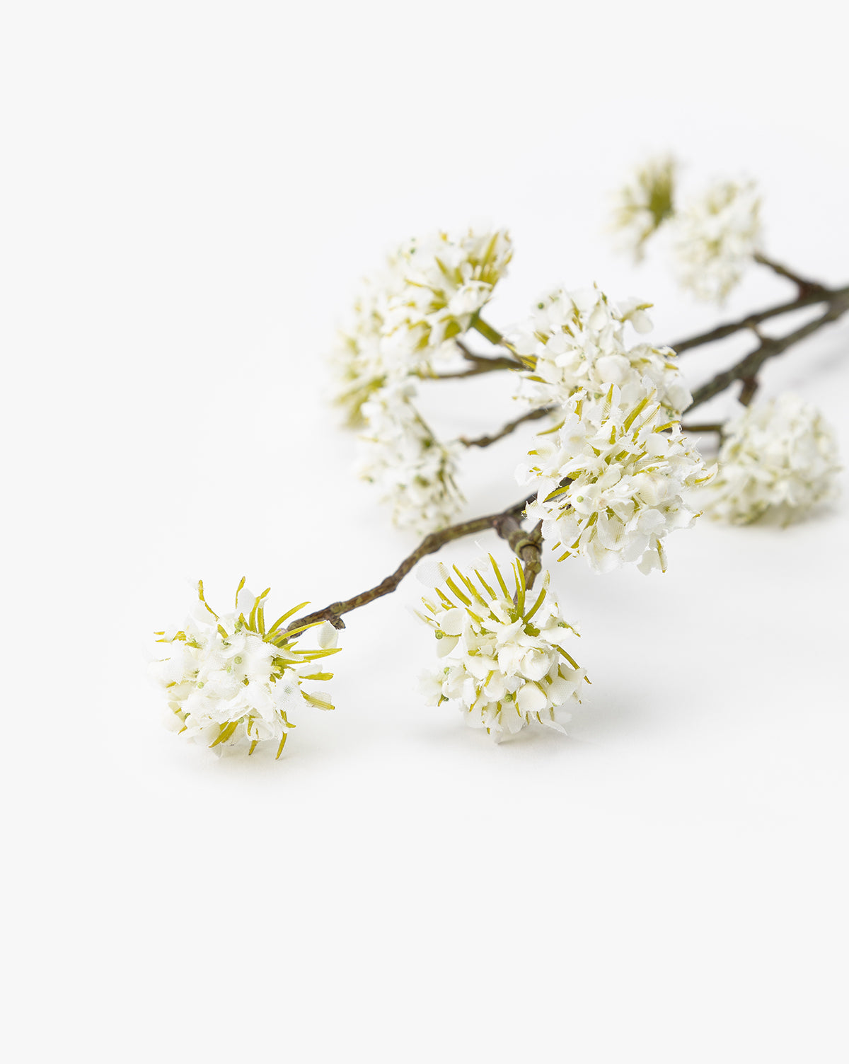 White Blossom Stem