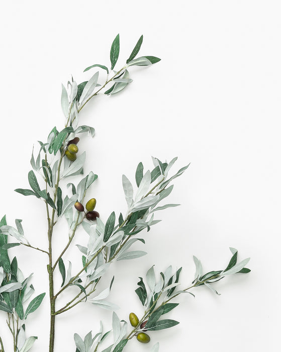 Olive Branch Botanical Illustration, 46% OFF