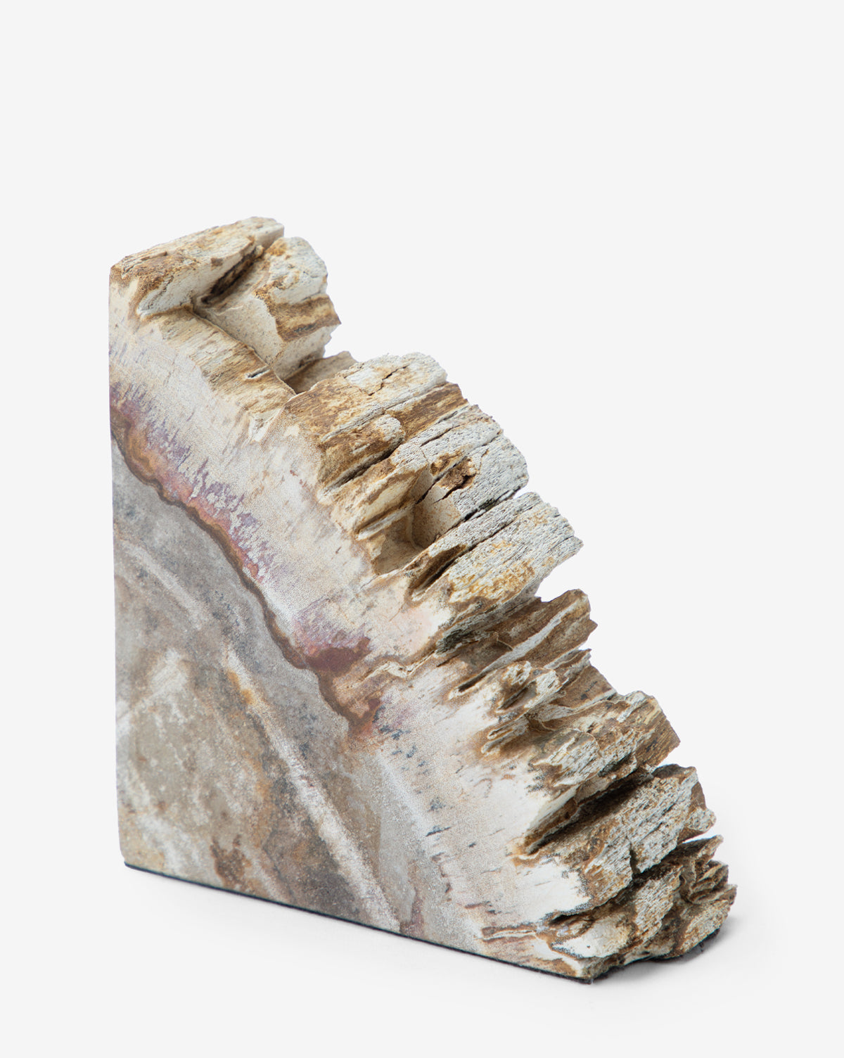 Fossilized Wood Bookends (Set of 2)